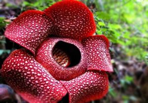 Bunga Rafflesia Arnoldi